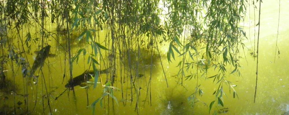 Les carpes se dorent au soleil