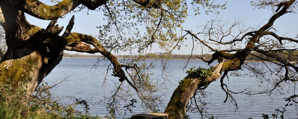 Paysage de Brenne