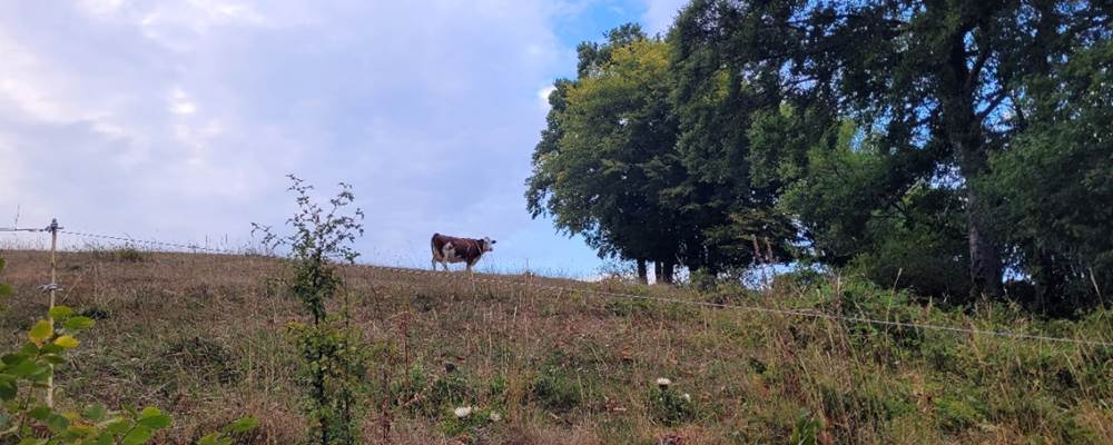 Nos vaches montbéliardes