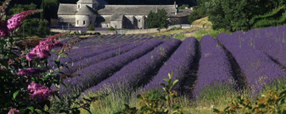 L'Abbaye de Sénanque