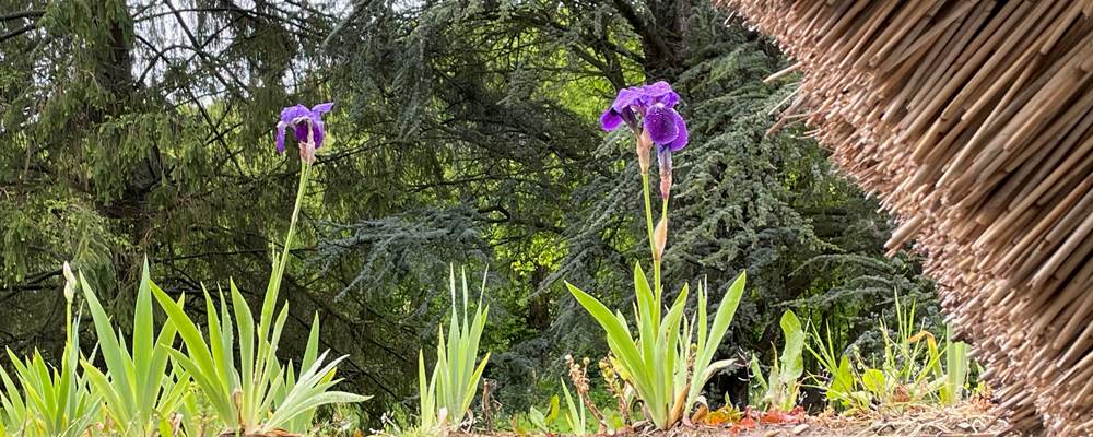 Les iris ourlent le toit de chaume, signature delicate de la chaumiere normande