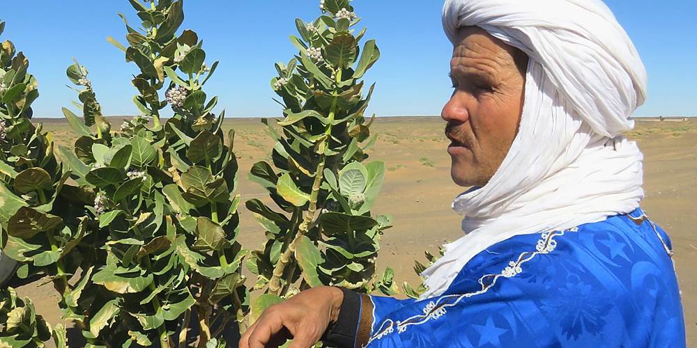 Ali et les plantes du désert