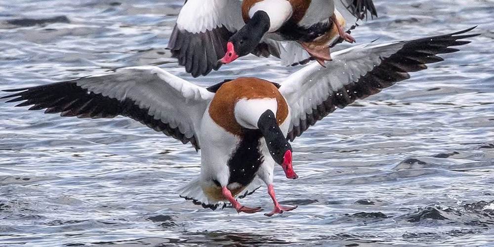 Tadorne Gites La Baie des Remparts Baie de Somme Picardie France
