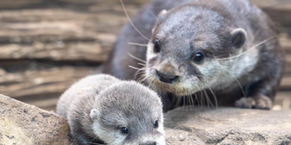 Loutre nature natura 2000 animaux faune correze