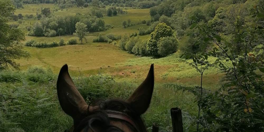 La tourbière des Dauges - Réserve Naturelle à Saint Léger la Montagne - Randonnée équestre - Gîte de la Chevêche
