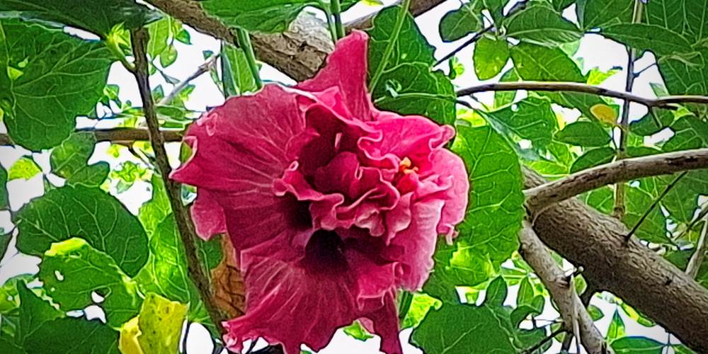HIBISCUS