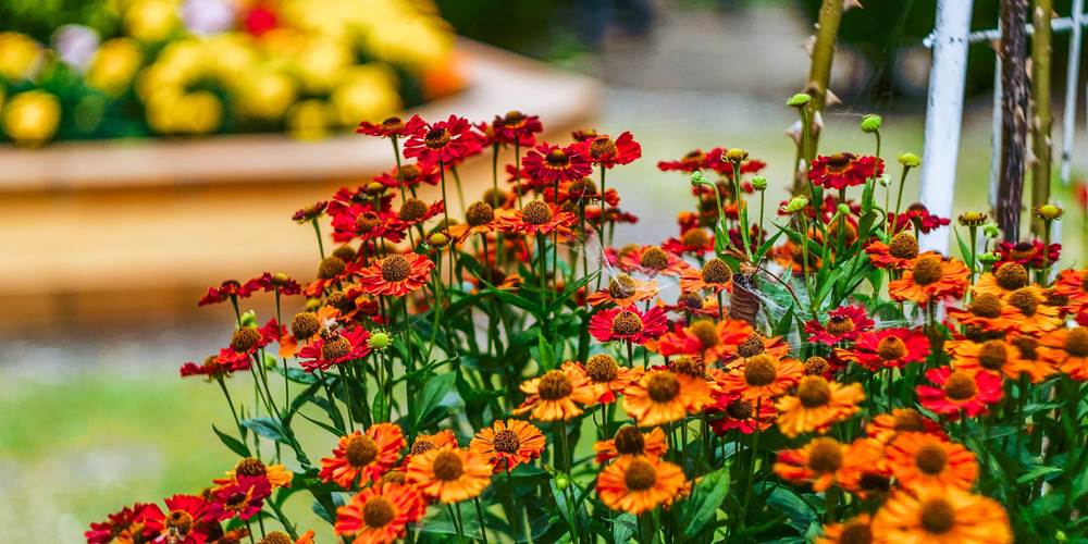 Fleurs en été à la Résidence