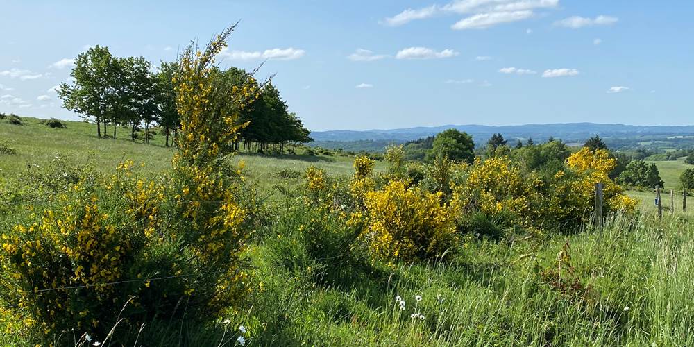 Les terres de la chouette, les genêts en fleurs dans le paysage Limousin