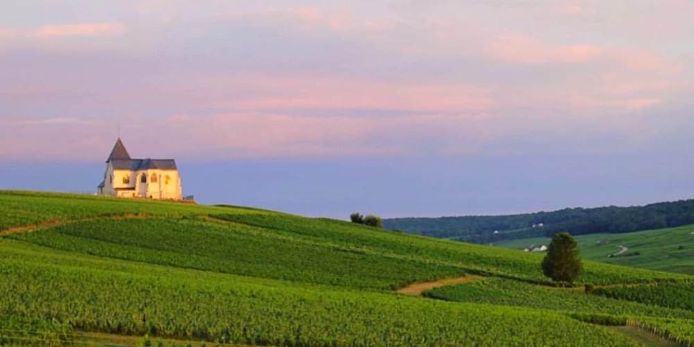 Paysage Viticole
