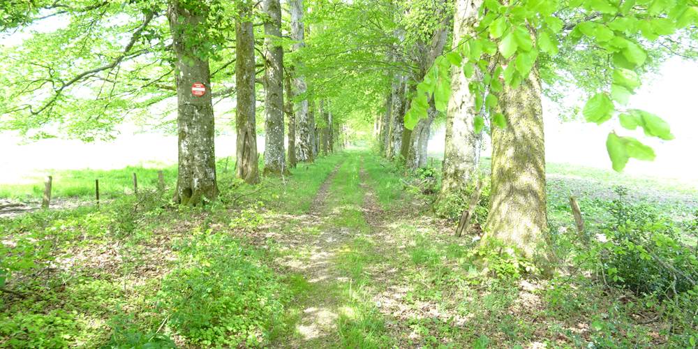 promenade dans les bois autour de Bras-Haut