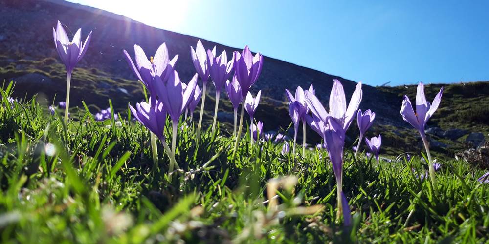 randonnee chemin de la liberte fleurs des pyrenees