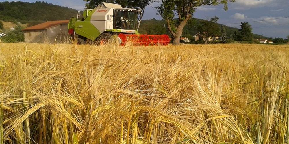 Ferme des delices foreziens, moisson orge, moissoneuse batteuse, claas, st cyr les vignes, loire forez, 42 - Copie
