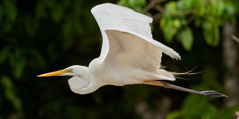 Aigrette sur le Tarn