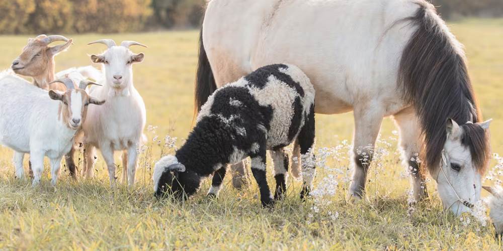 Animaux du Ranch