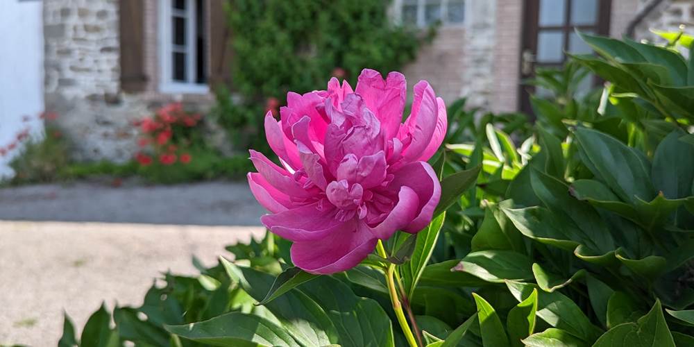 Pivoine en fleur du jardin privatif de la Ferme de la Chevêche - Gîte des Monts d'Ambazac en Limousin