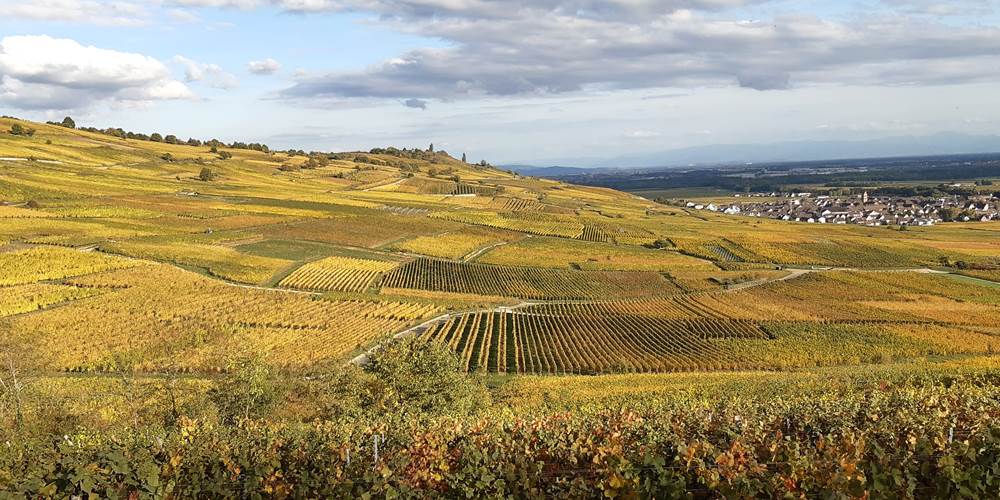 GÎTE VIGNOBLE ALSACE KAYSERSBERG  Vignoble