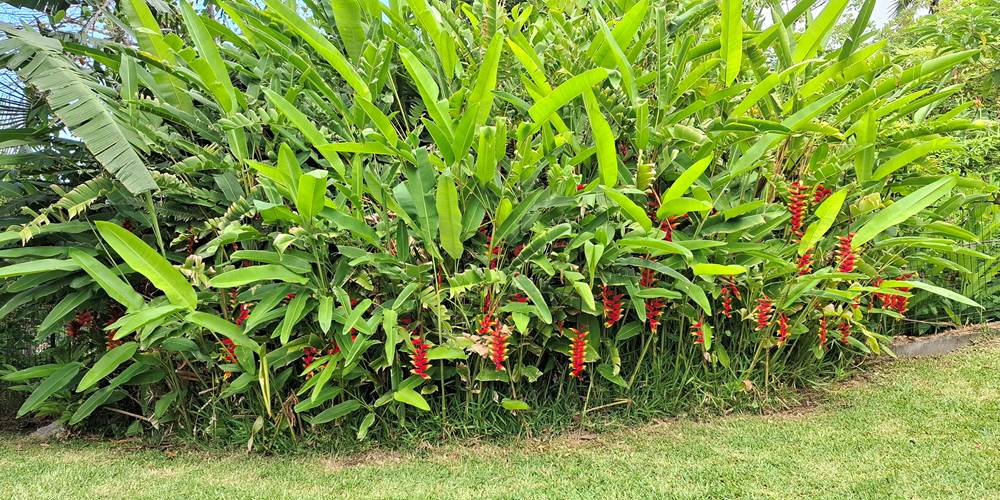 Heliconia rostrata - Bec de perroquet