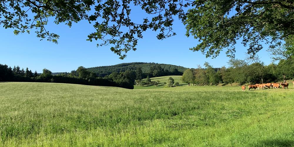 Les terres de la chouette, campagne limousine, vaches limousines