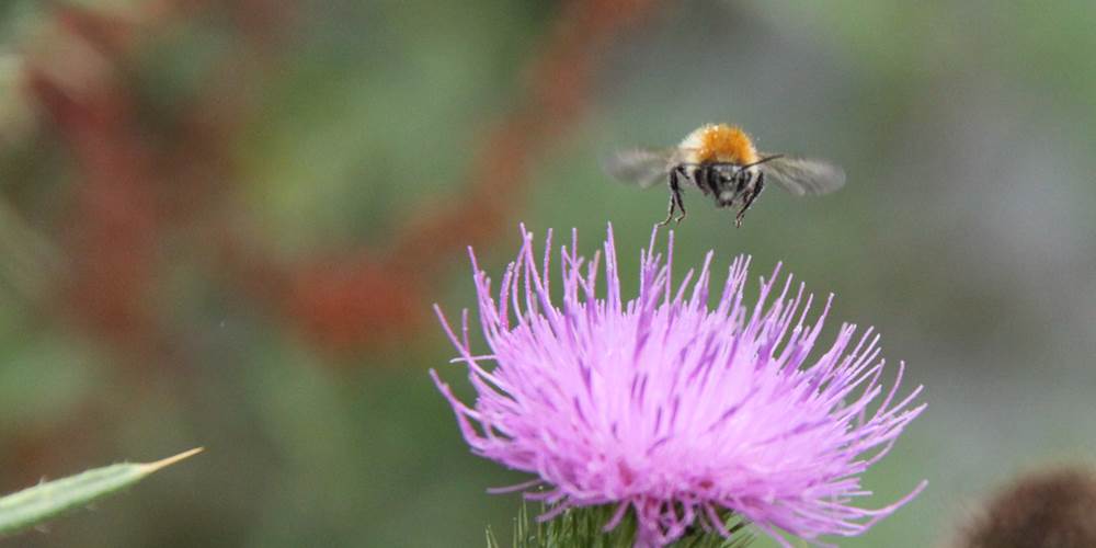 Abeille dans le jardin  _paradis des chasseurs d'images_