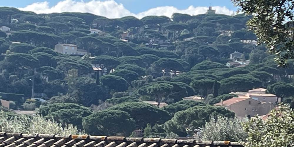 View of mountain from the Garden