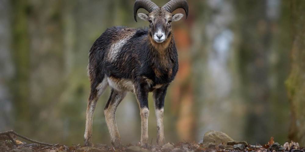 mouflon