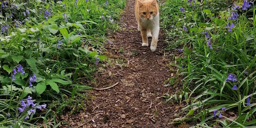 Les jolies sentiers à découvrir au gîte de la Chevêche
