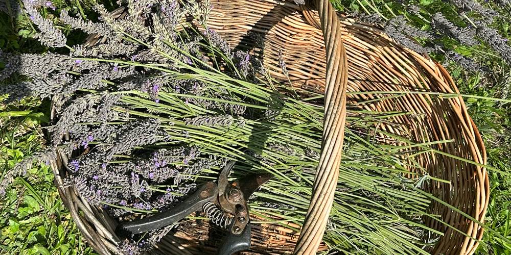 les abeilles se sont régalé tout l'été avec notre lavande