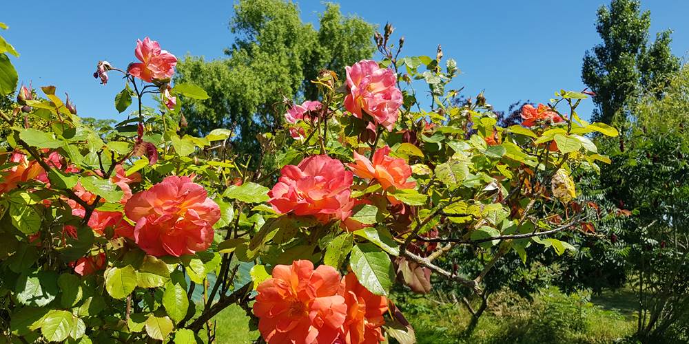 Champ des Mûriers - Roses parfumées - Photo - DR