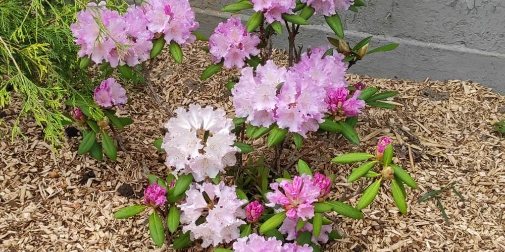 Le rhododendron