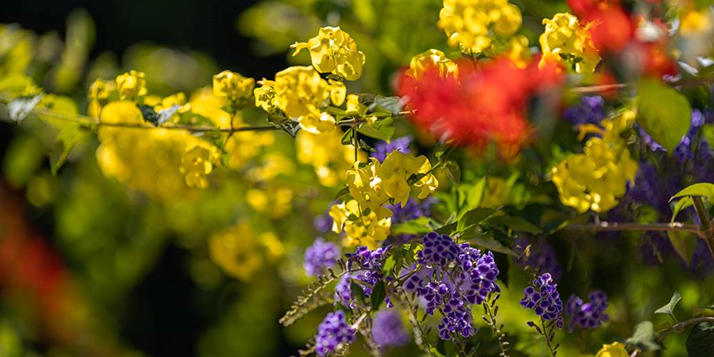 Fleurs
