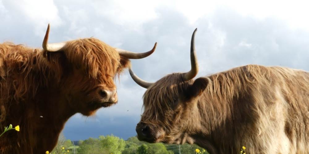 Des highlands calmes et dociles