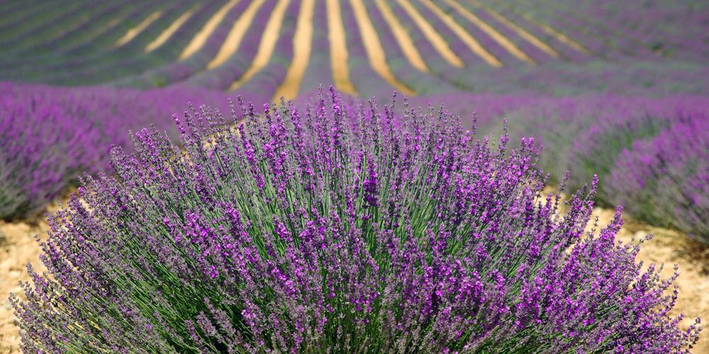 Champs de Lavande en Provence