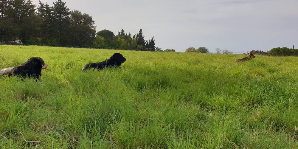 LES CHAMBRES DE MON P'TIT MAS - entre Béziers et Bessan - propriété rurale - nature - animaux