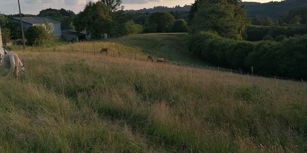 Les paddocks du gîte de la Chevêche à Ambazac