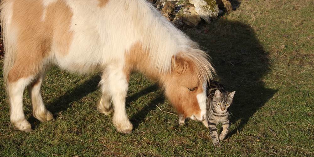 Ipipipe et Junior