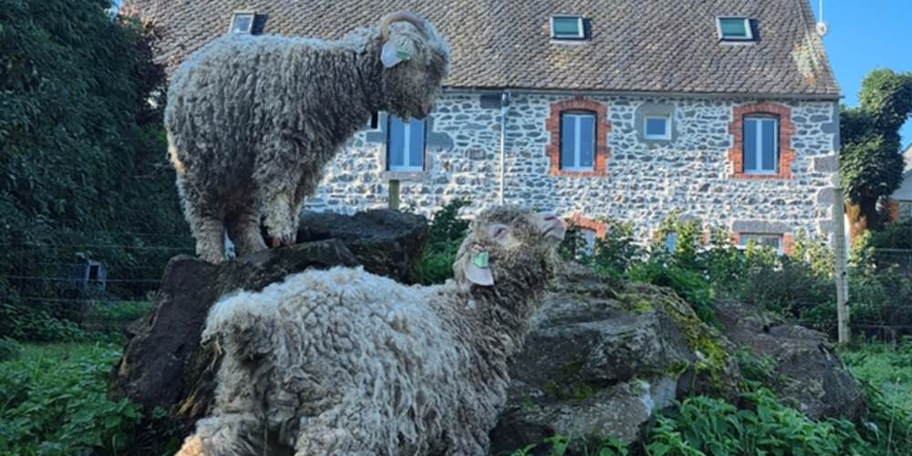 Rocky et Roquette sur les pierres volcaniques