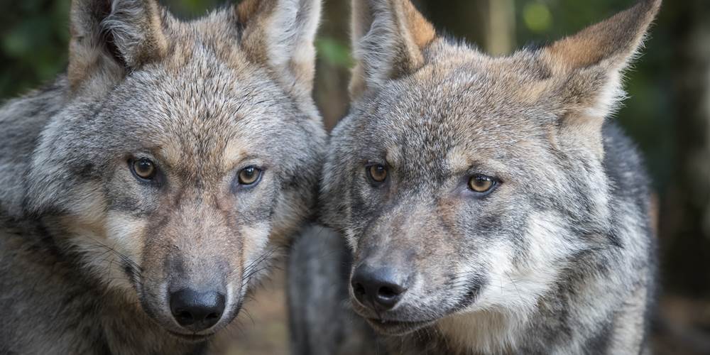 Copyright Alain-Thimmesch-Loups- Parc A gibier LA Roche-en-Ardenne