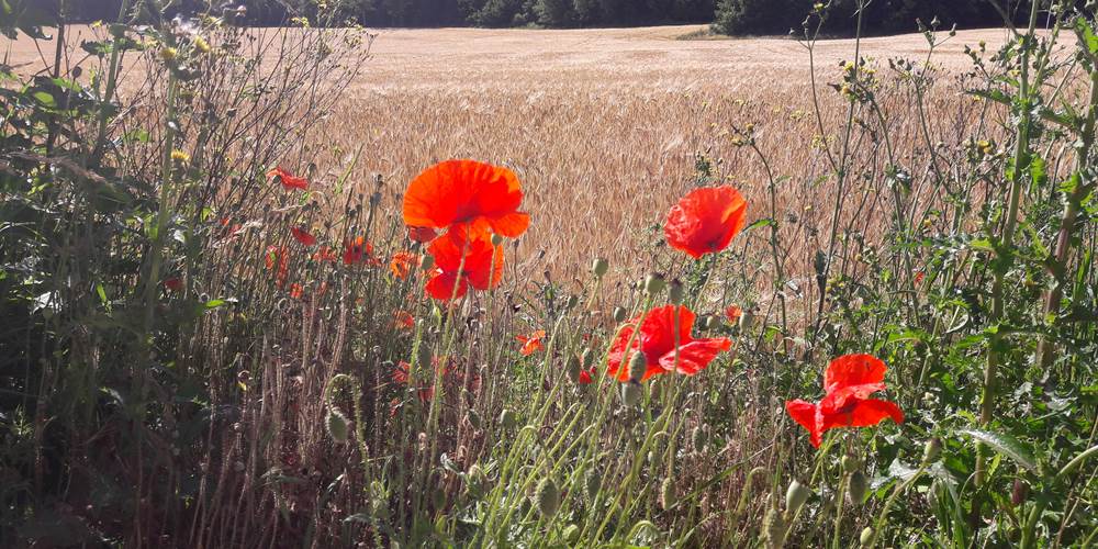 Vue de la terrasse sud