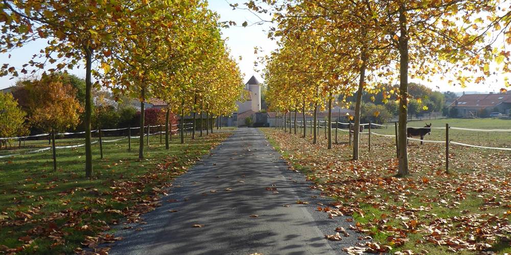 L'allée d'accès