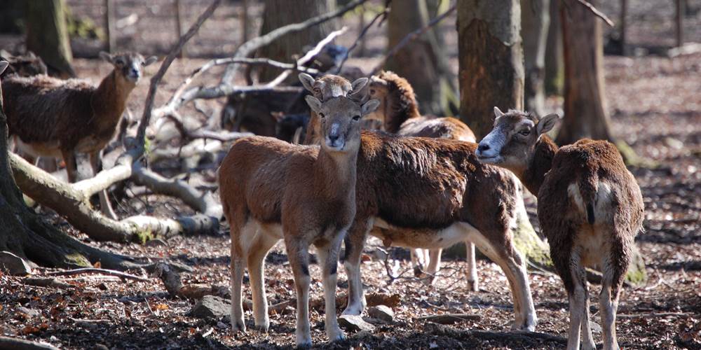 mouflon