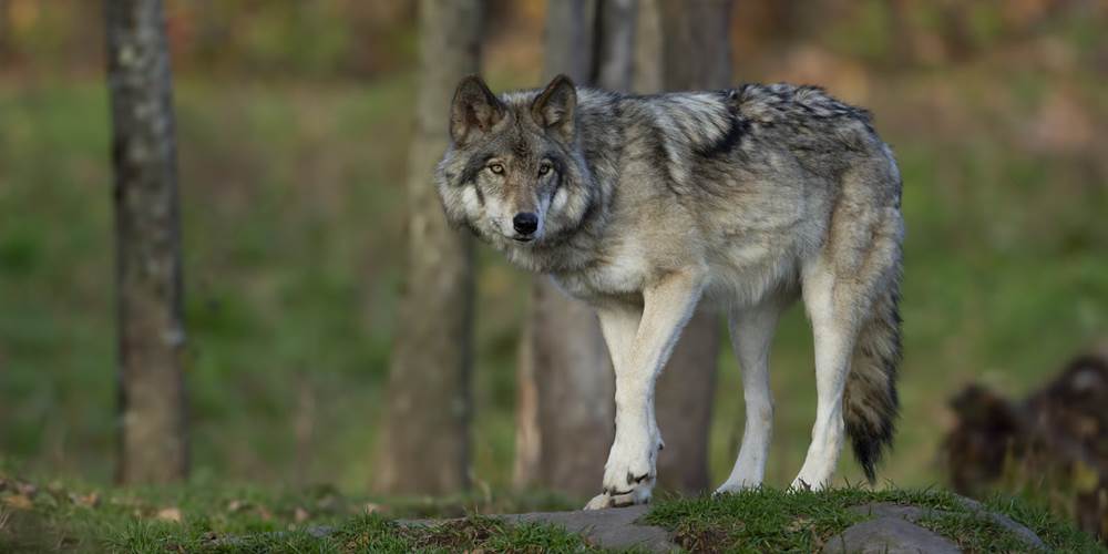 Loup nature natura 2000 animaux faune correze