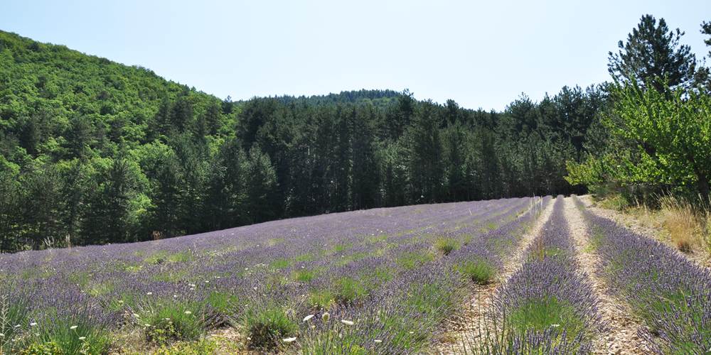 Champs de lavande juste à côté de la maison!