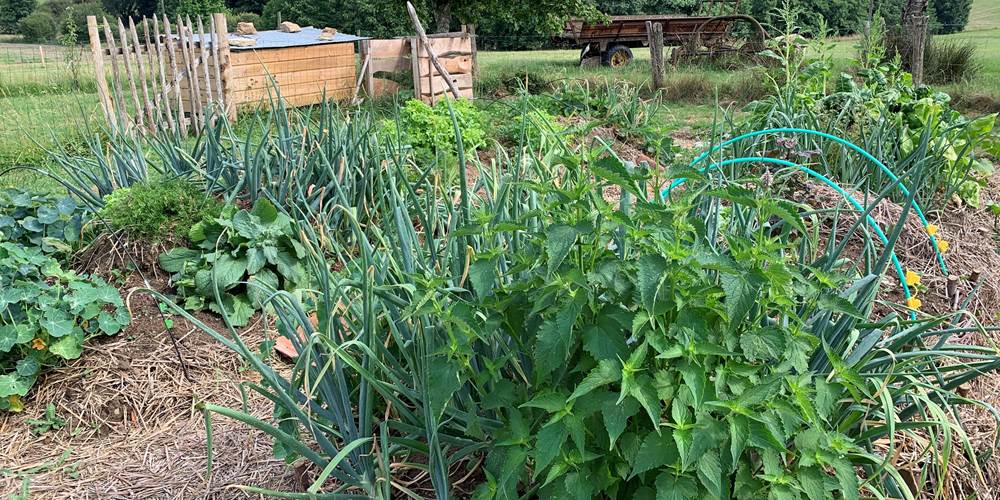 Les terres de la chouette, le potager