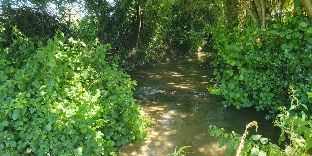 un peu de fraicheur dans la cresonnière
