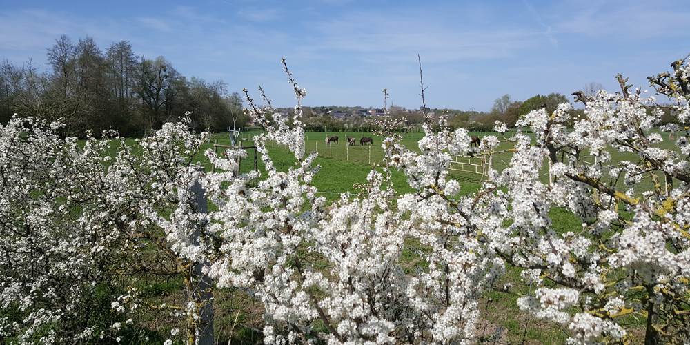 Le bocage fleuri