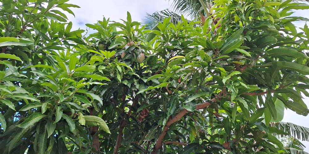 Mangue du jardin