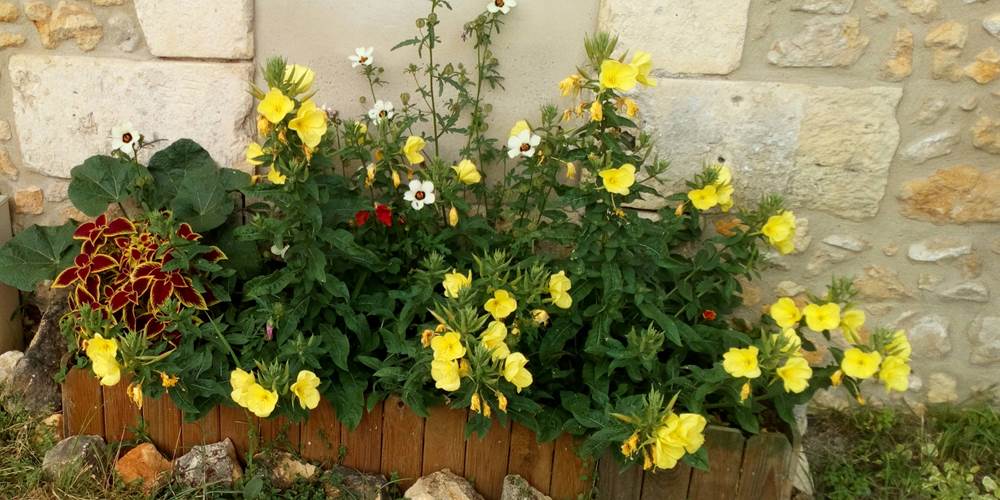 Fleurs de printemps