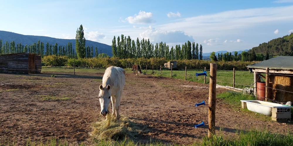 Nos chevaux