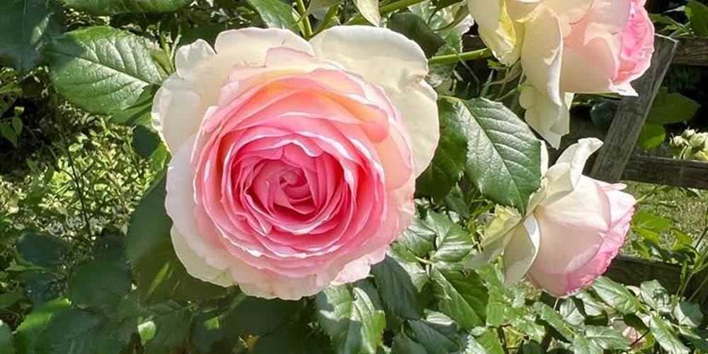 roses anciennes