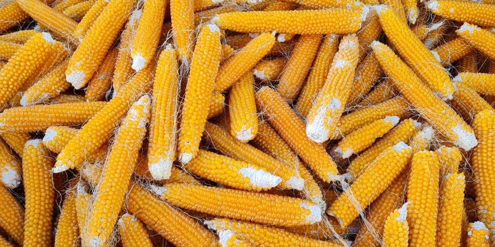 aff74019-bf59-4f15-ba75-9187e573d0c9